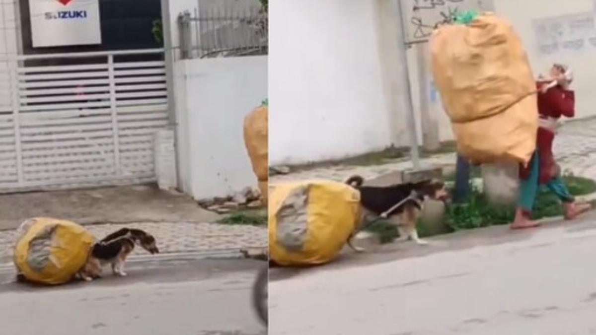 Heartwarming video of a dog helping woman carry scrap bag goes viral | Watch