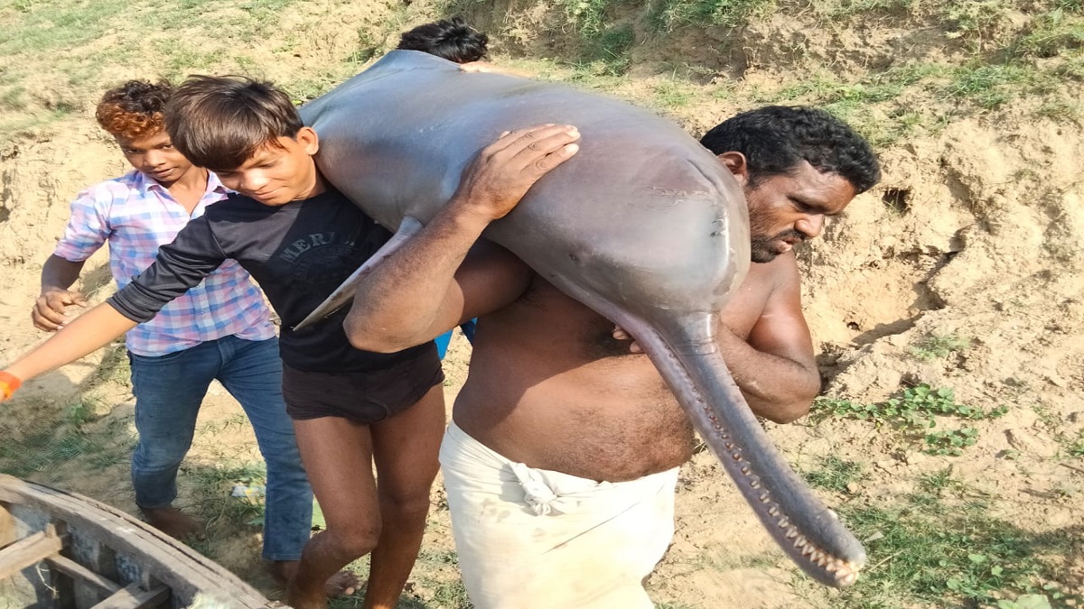 Uttar Pradesh: 5 fishermen booked for catching, consuming Gangetic dolphin in Kaushambi, 1 arrested | VIDEO