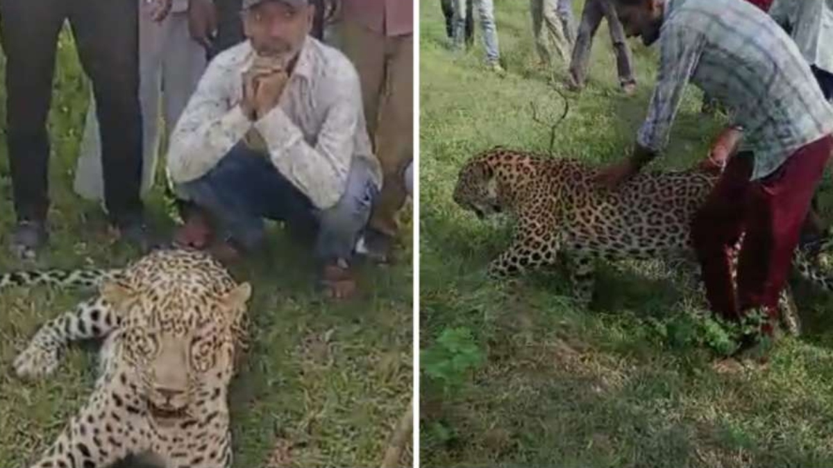 Madhya Pradesh: Ailing leopard strays in Dewas, villagers click selfie | WATCH