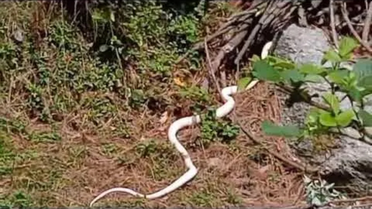 Video of rare white snake in Himachal Pradesh’s Chamba district goes viral