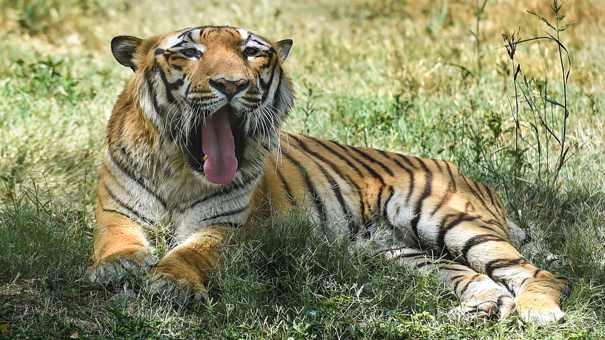 Malayan tiger cubs celebrate first birthday at zoo