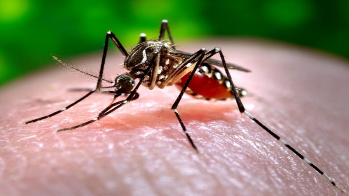 Delhi govt to launch vector campaign after G20 Summit conclusion as dengue cases rise