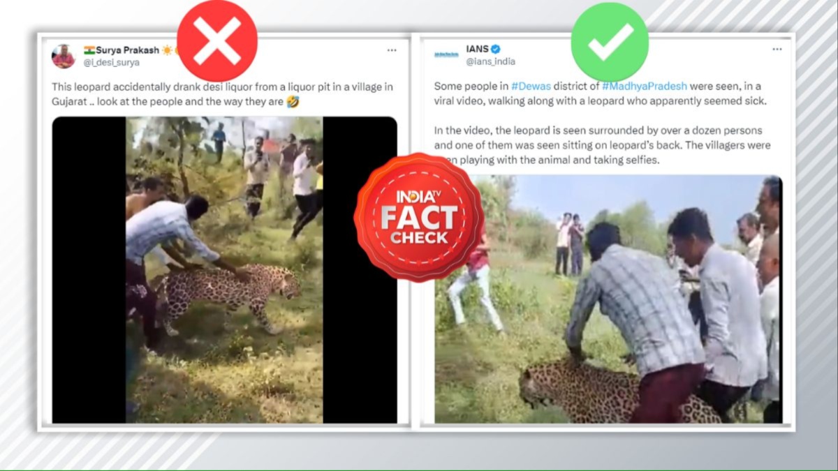 FACT CHECK: Video claims straying leopard in MP forest in intoxicated state | Check here