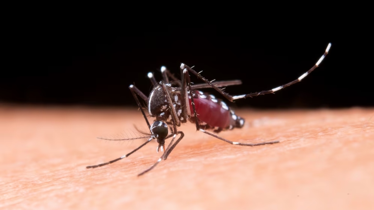 DEN2: New dengue variant detected in Noida, know symptoms and ...