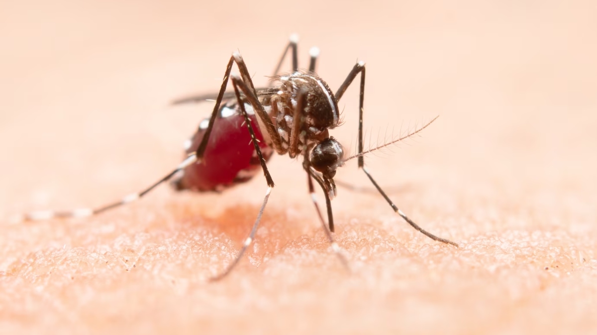 Dengue cases surge in Delhi NCR, prevention tips t