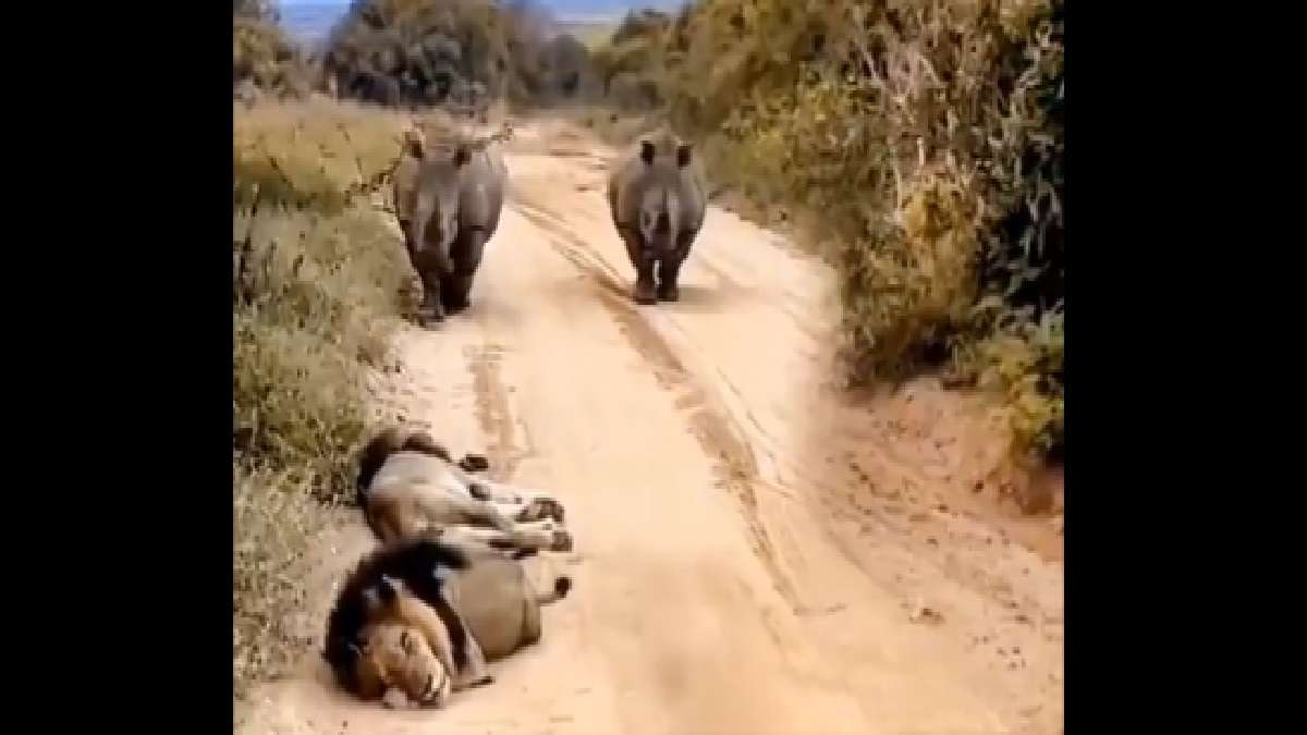 Watch video: Two rhinos face two lions in jungle. This happens next