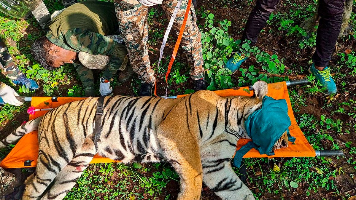 Madhya Pradesh: Another tiger dies in Bandhavgarh reserve, second death in a week