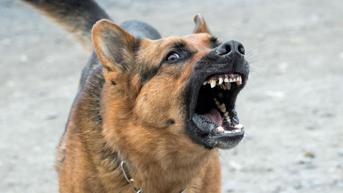 Student dies of rabies after dog bite in Itanagar, state government ...