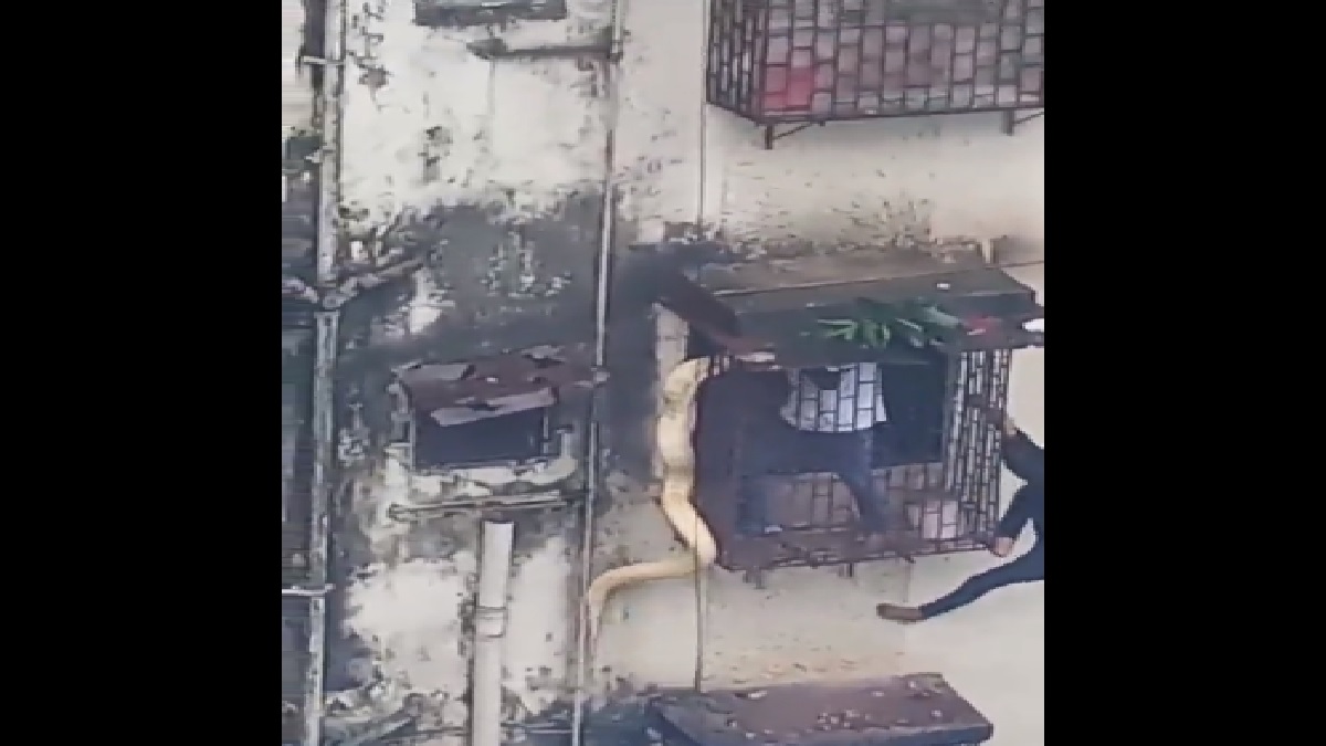 Rare albino burmese python rescued from building's window in Mumbai | WATCH scary video