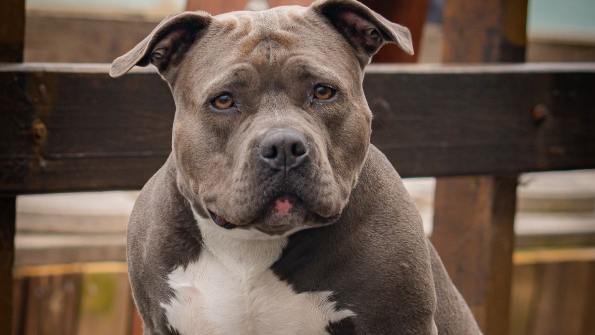 American XL bully dog will be banned, says Rishi Sunak, Animals