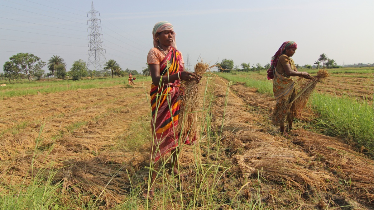 Multibagger IPO: Agricultural stock posts strong numbers in Q2 aided by increase in farm activities