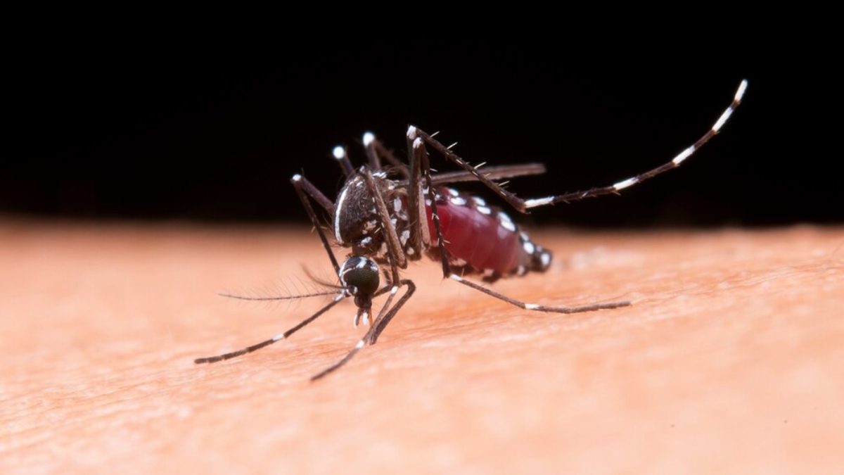 Dengue is also called breaking bone fever