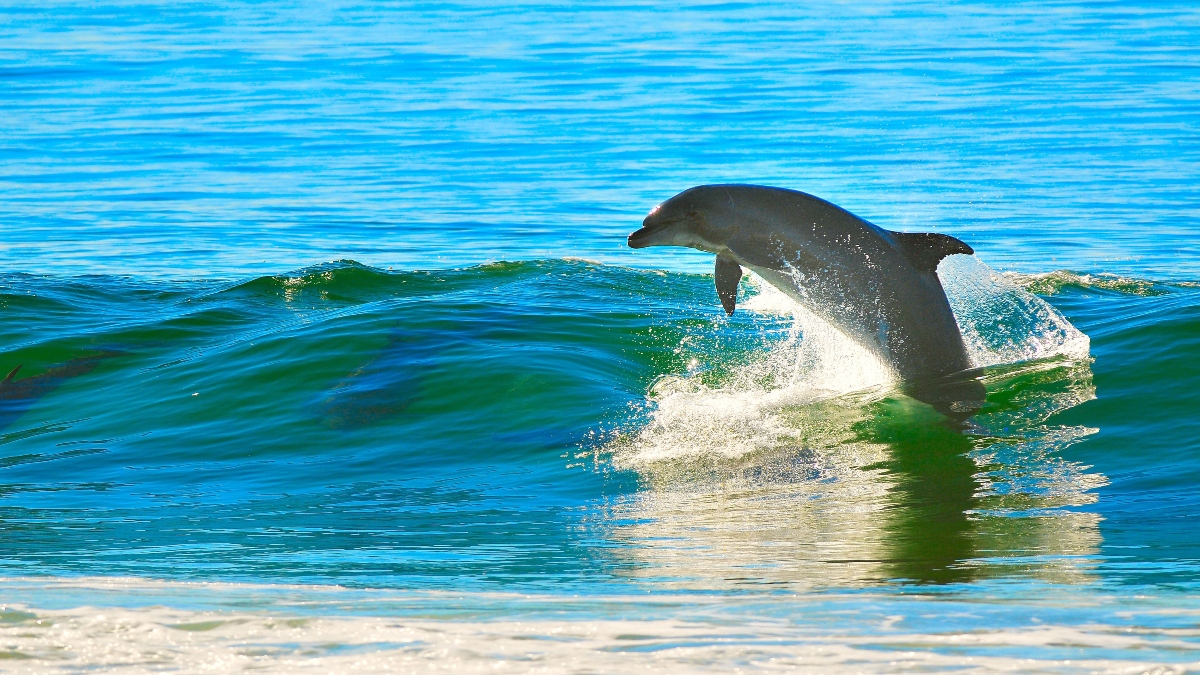 UP CM Yogi declares Gangetic Dolphin as state aquatic animal, urges people to keep rivers clean