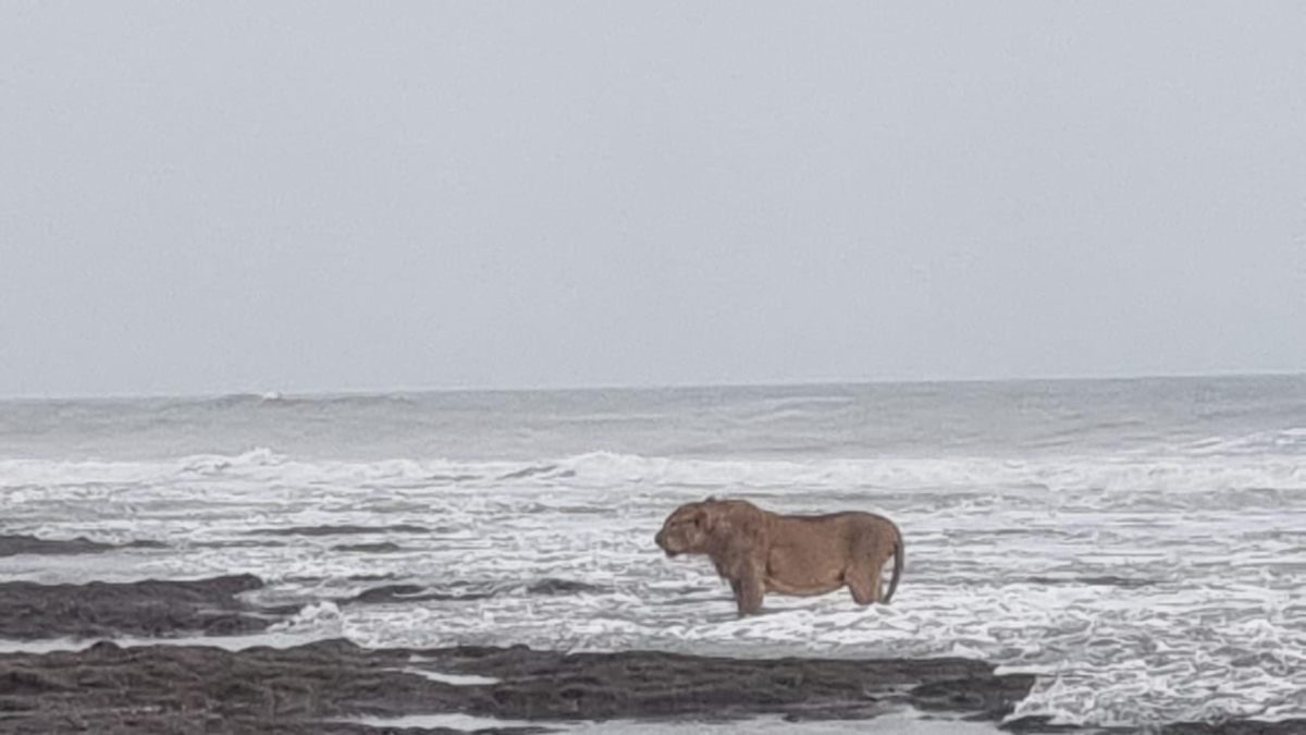 Majestic lion's video enjoying Arabian sea waves goes viral | WATCH