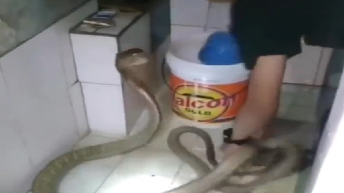 Viral Video Shows Snake Emerging From Toilet, Twitter Horrified