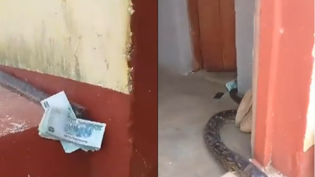 Snake steals cash, slithers into house, leaves internet amazed | WATCH