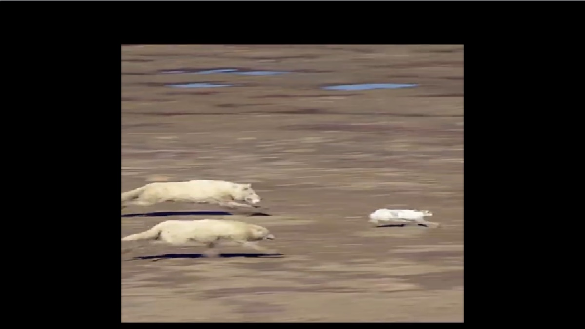 VIDEO: Two cunning wolves try to hunt down a hare