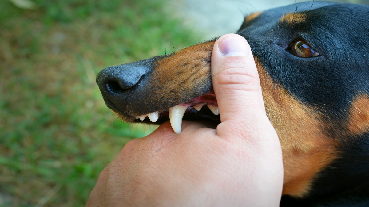 Karnataka: Anti-Rabies Vaccine to be provided free of cost to all animal bite victims