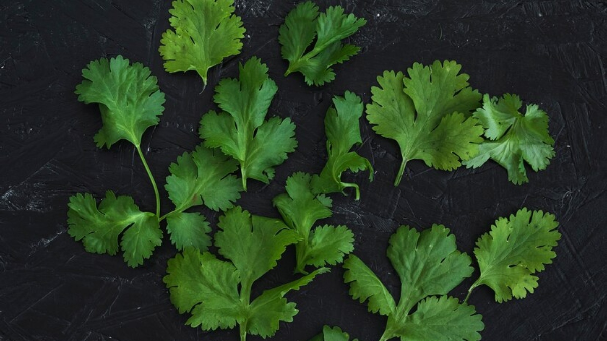 Superfood Dhaniya 7 surprising benefits of coriander India TV