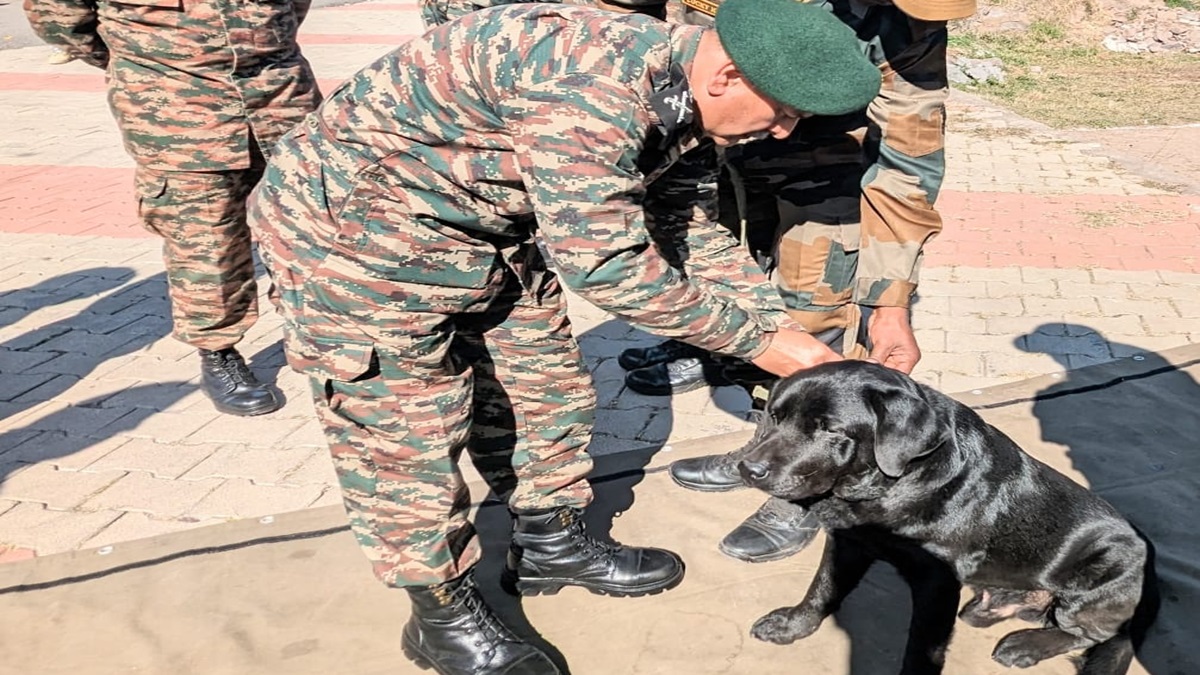 Rajouri encounter: Army dog Domino, his handler Lance Naik Lucky Kumar awarded for tracking terrorists