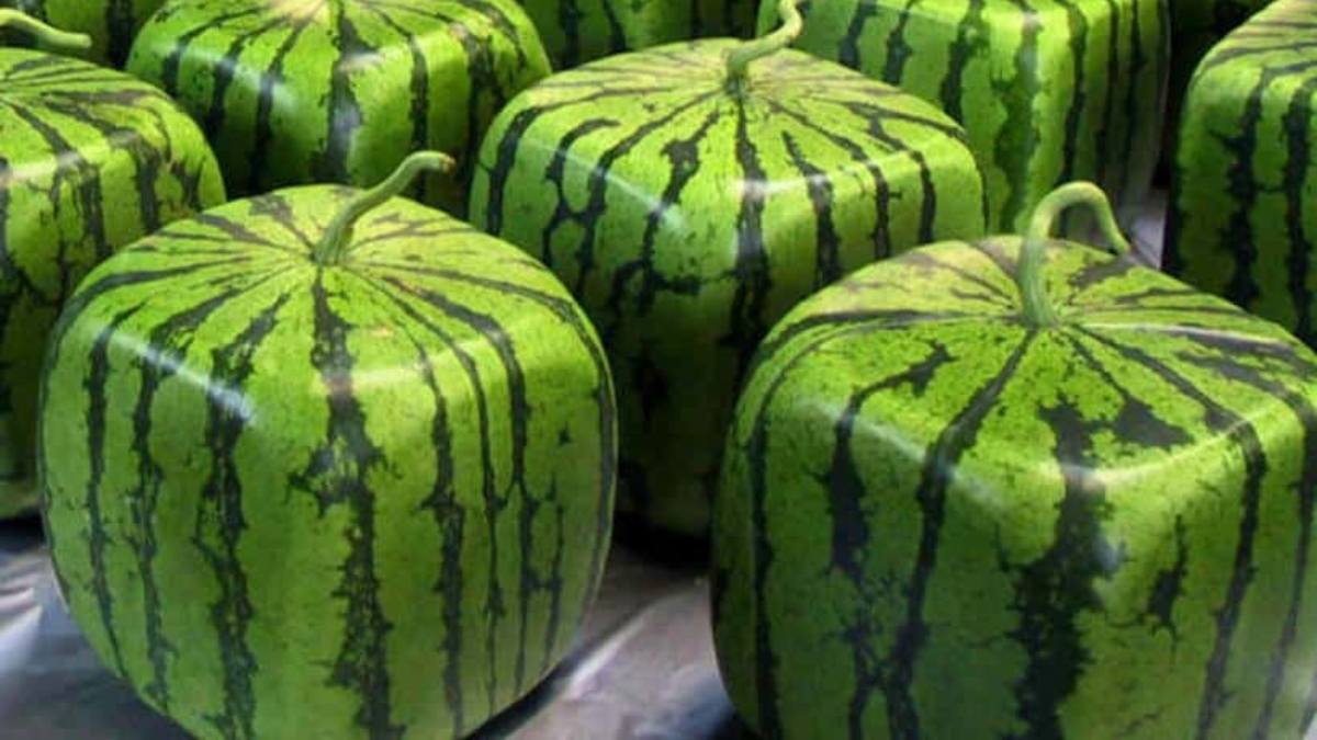 Ruby Roman Grapes to Cubed Melon: 7 world's most expensive fruits