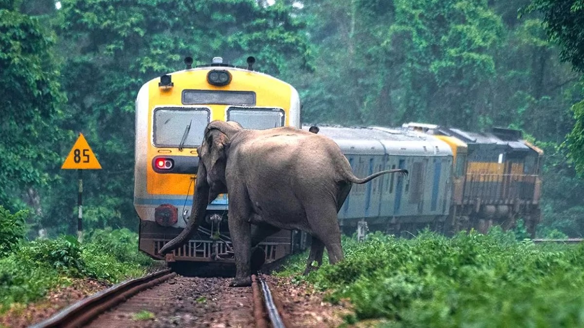 How 'Gajraj AI' will protect elephants from train accidents? Everything you need to know