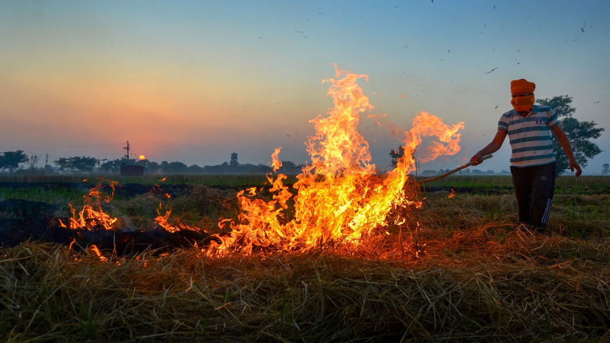 Punjab records over 600 farm fires as farmers continue stubble burning, defying SC order