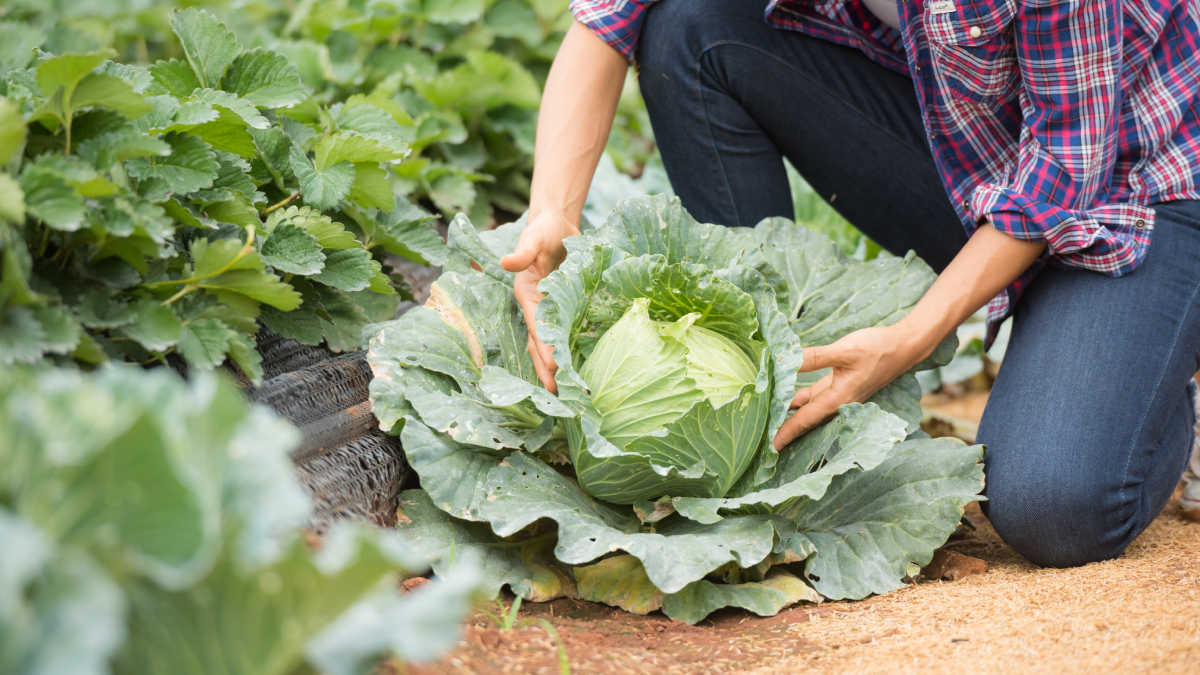 Superfood Cabbage: Know THESE 7 benefits of this leafy vegetable