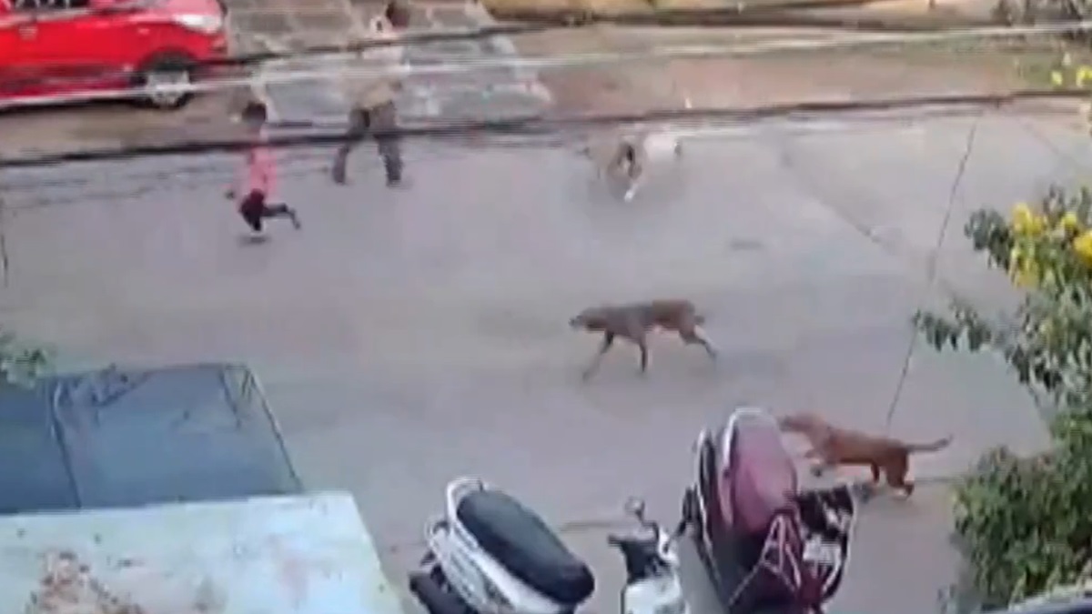 Six-year-old attacked by stray dogs in Andhra Pradesh's Guntur ...