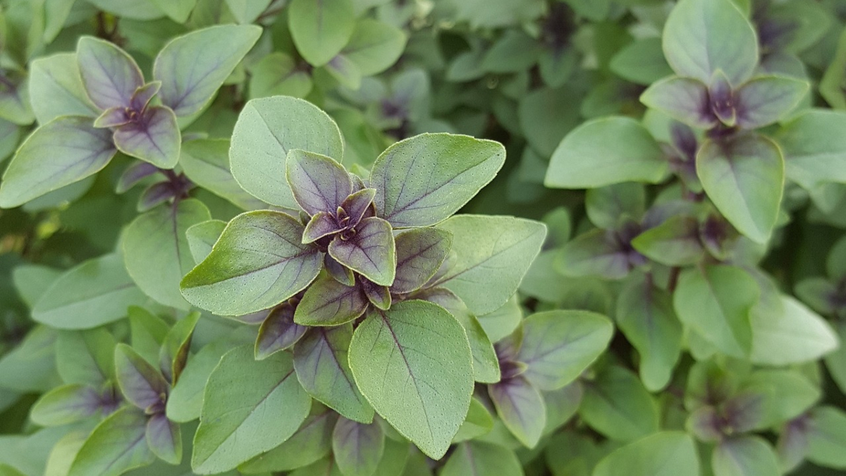 Superfood Tulsi Know THESE 5 benefits of Indian basil India TV