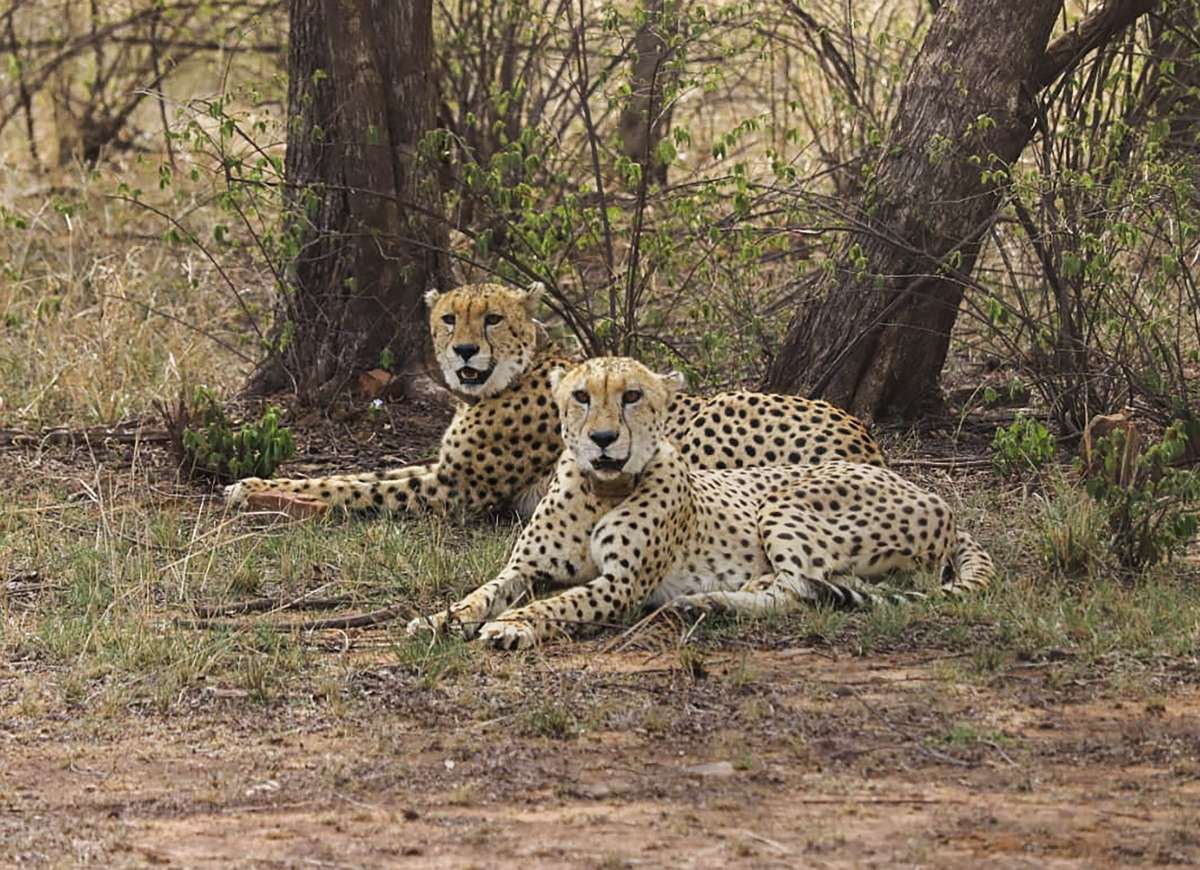 Cheetah Gamini gives birth to five cubs in Kuno National Park in Madhya Pradesh | WATCH