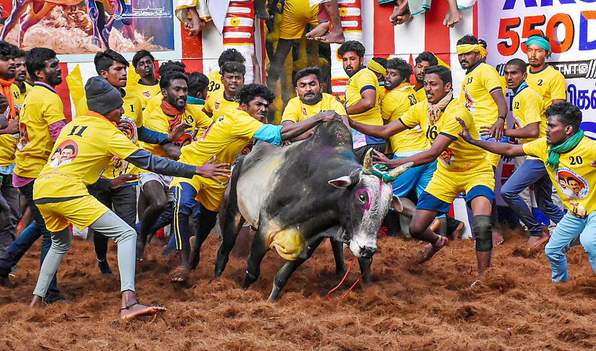 Tamil Nadu: Two persons, including minor, gored to death at Jallikattu bull-taming festival in Sivaganga