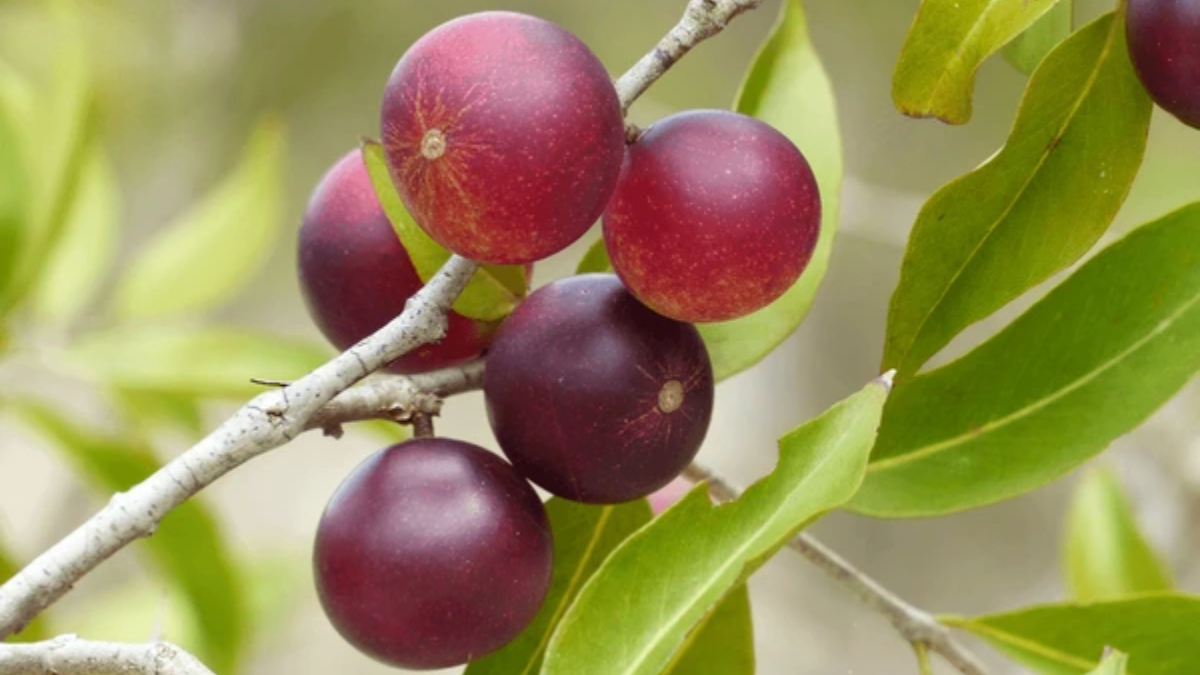 Superfood Camu Camu: Know THESE 5 benefits of this Hawaiian herbal ...