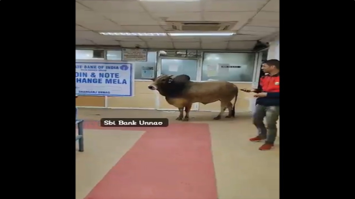 VIRAL VIDEO: Bull enters inside SBI Bank in Uttar Pradesh’s Unnao | Here's what happened next