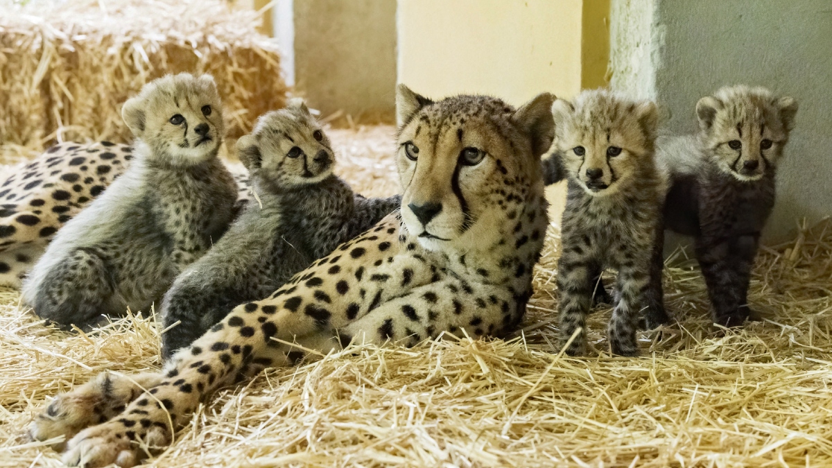 Namibian Cheetah 'Jwala' gives birth to three cubs at Madhya Pradesh's Kuno National Park | WATCH