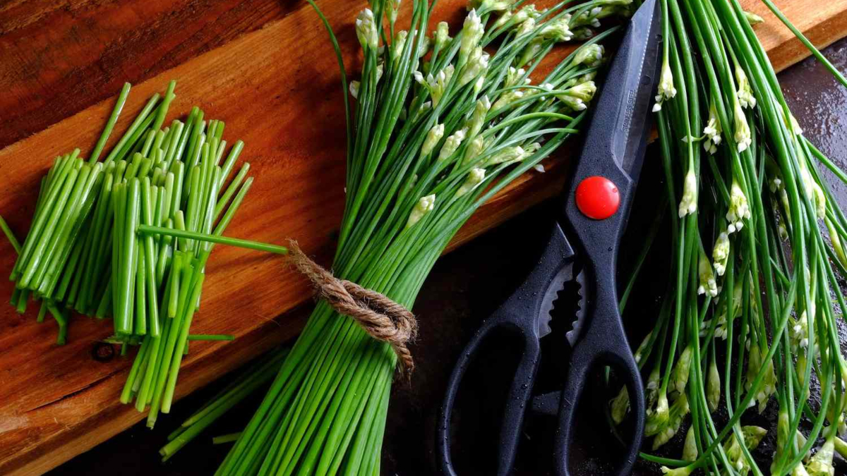 Superfood Chives: Know THESE 5 benefits of this bulbous plant