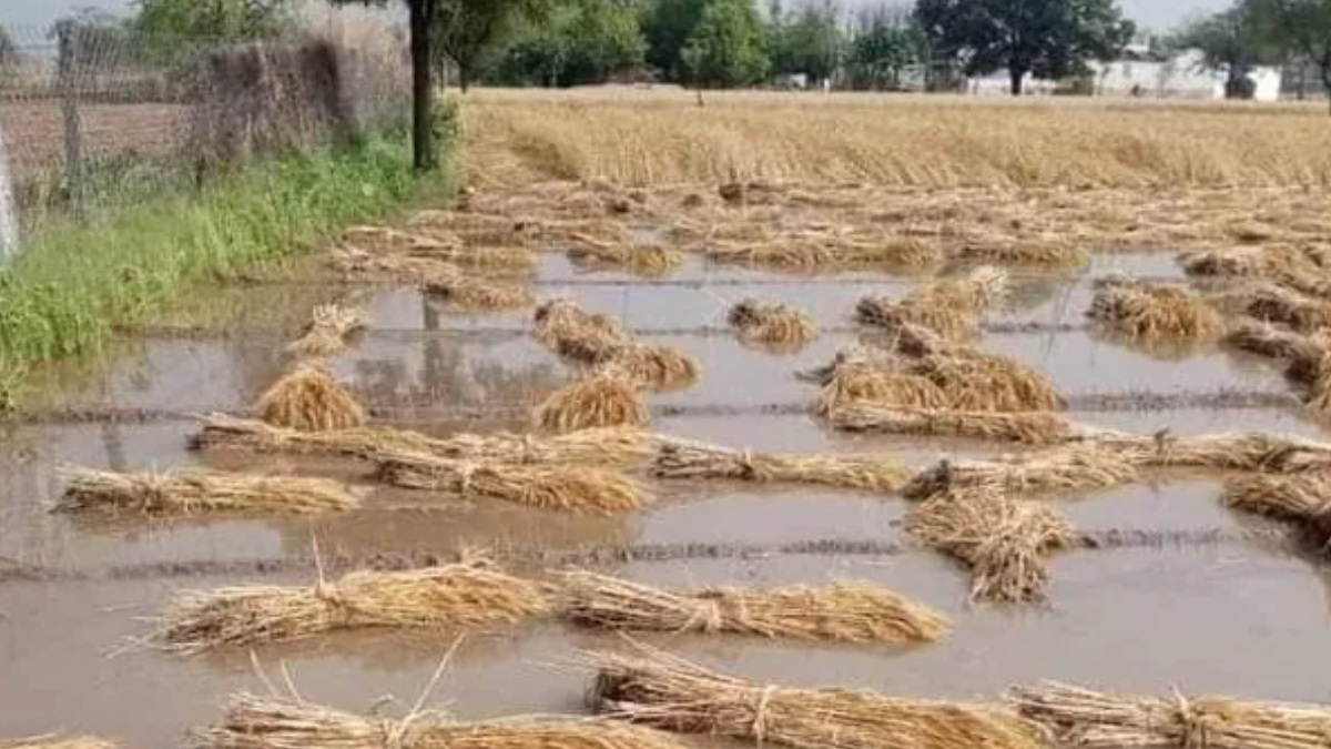 Tamil Nadu: Incessant rains damage harvest-ready crops, AIADMK chief demands compensation for farmers