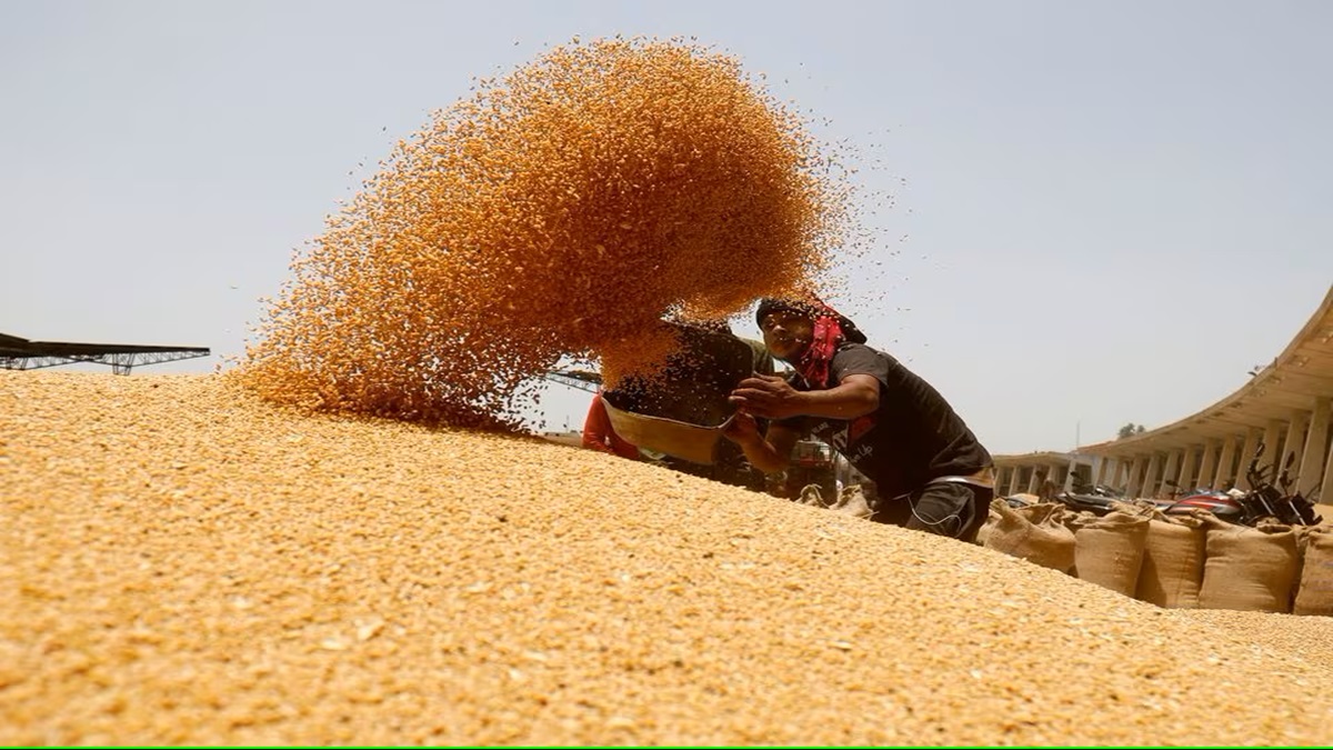 India's wheat production likely to touch all-time high of 114 million tonnes in 2023-24 crop year