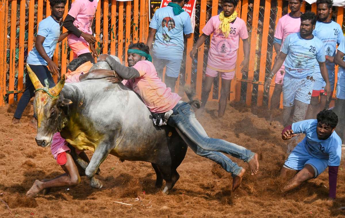 Tamil Nadu: 45 people injured during Jallikattu in Madurai