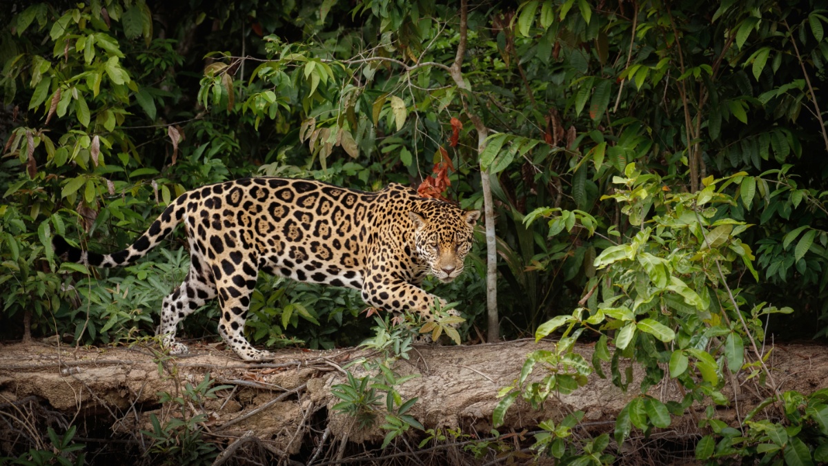 Leopard spotted near TCS and Infosys campuses in Indore; rescue operations underway