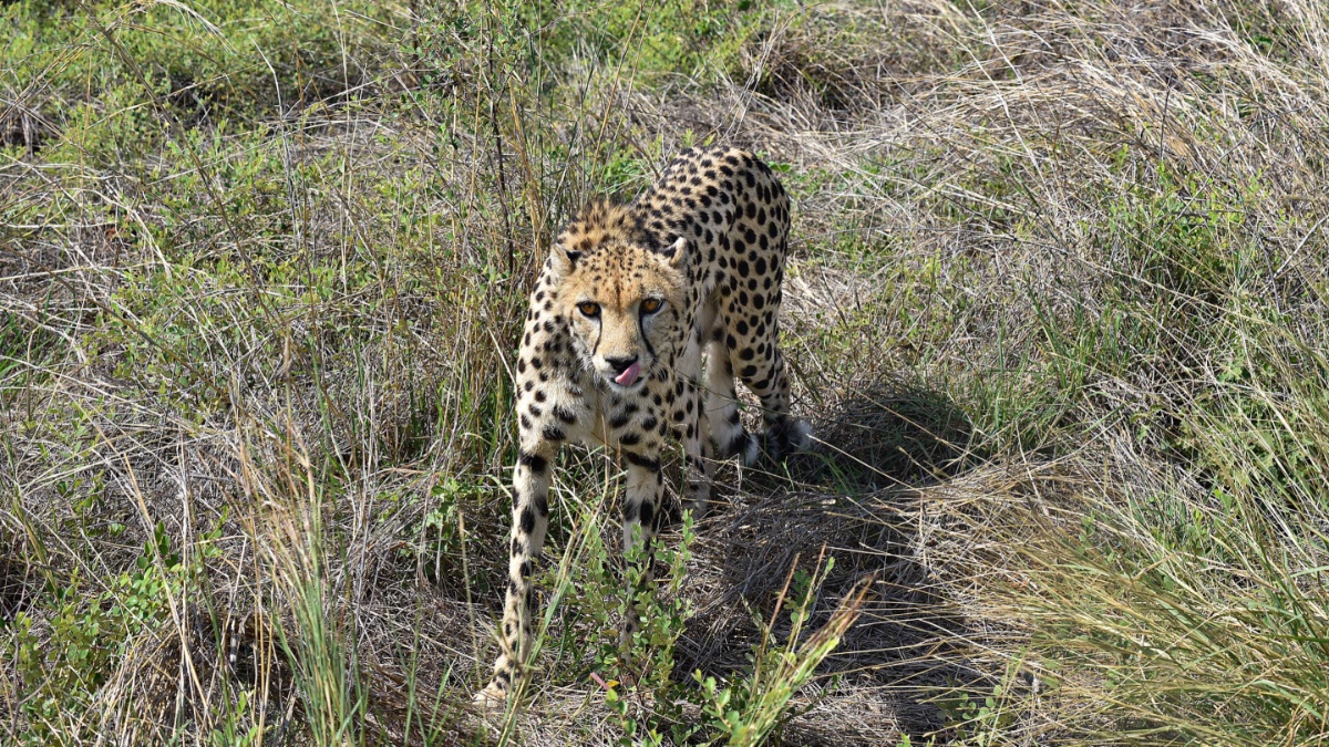 Madhya Pradesh: Cheetah Shaurya dies at Kuno National Park, 10th fatality since start of project | VIDEO