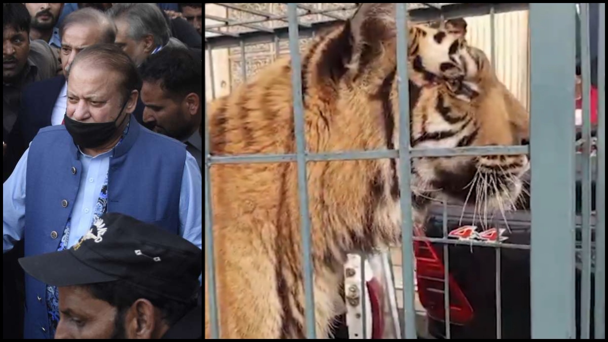 'Only happens in Pakistan': Nawaz Sharif's supporters bring lion, tiger to his rally in Lahore