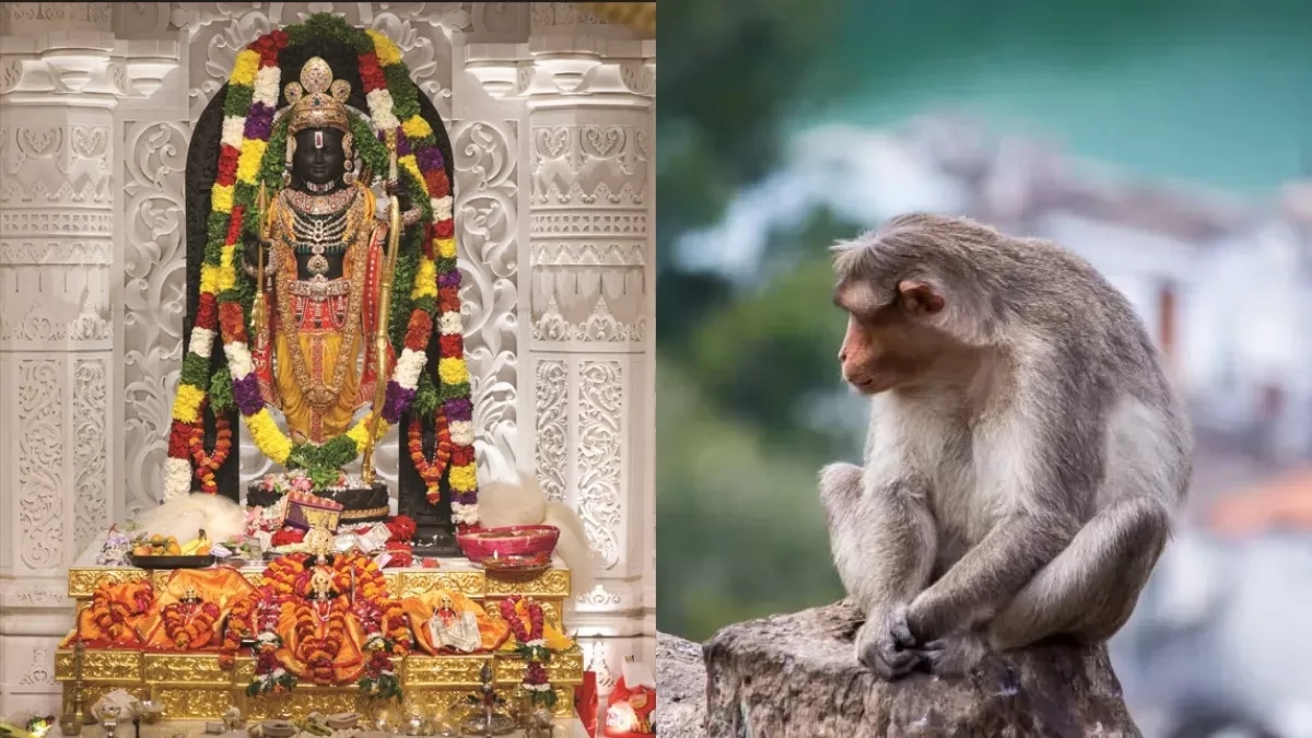 Monkey enters inside Ram Temple: Security officials say 'Lord Hanuman himself came to offer prayer'