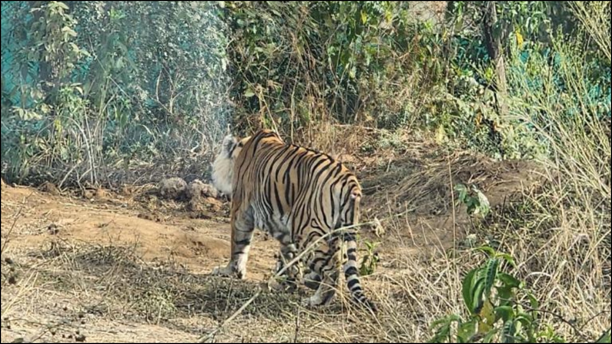 Rajasthan: Oldest tigress ST-2 at Sarsika reserve dies