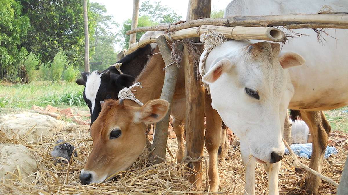 Mysterious discovery: Hundreds of dead cows found in forest near MP's Shivpuri