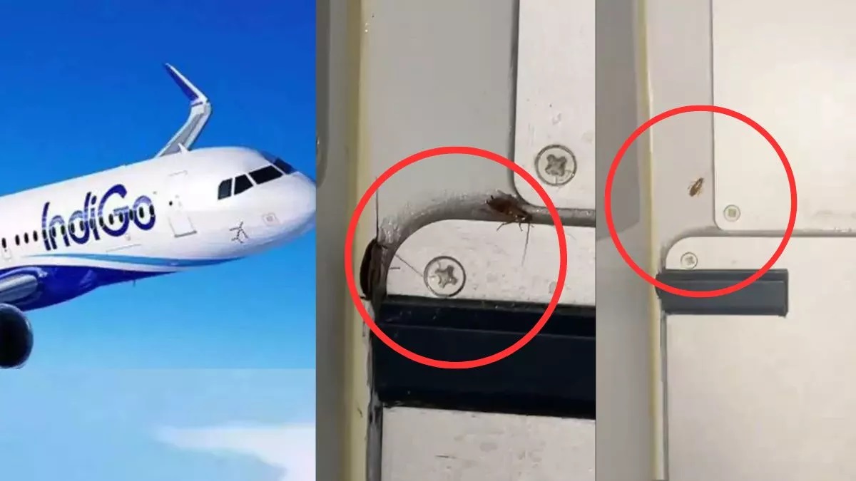 WATCH | Passenger spots cockroaches in food area of IndiGo flight, airline responds