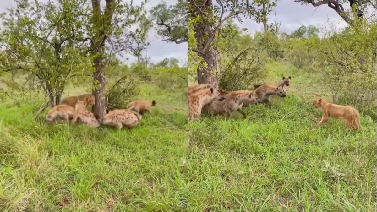 Mother's Love: Lioness rescues her cub from hungry clan of hyenas | WATCH