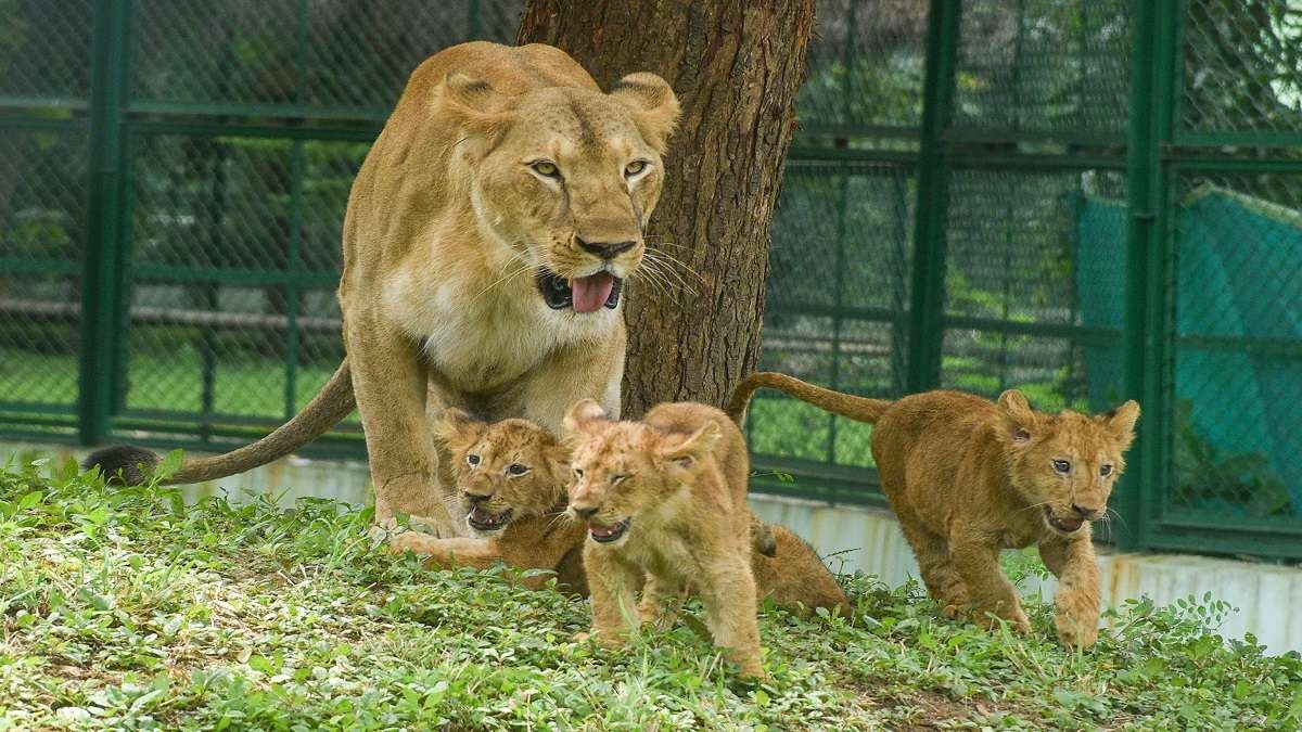 Why name lion, lioness 'Akbar' and 'Sita'?: Calcutta High Court asks Bengal to rename them