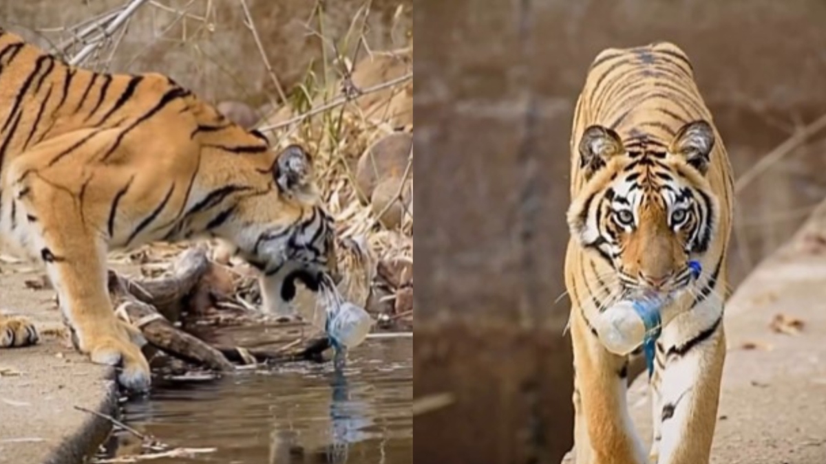 Tiger shows concern on plastic bottle thrown in pond, internet reacts | WATCH viral video