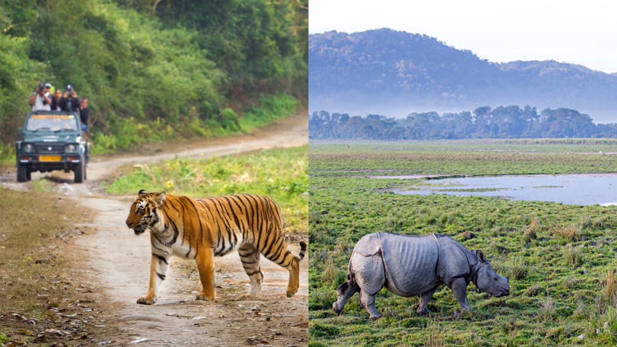 World Forestry Day 2024: 5 Indian forests every nature lover must visit once